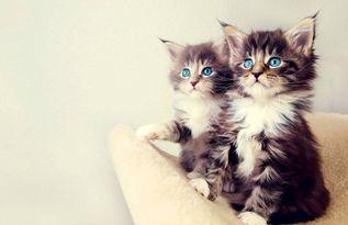 娱乐吃瓜猫的作品,揭秘娱乐圈那些不为人知的幕后故事