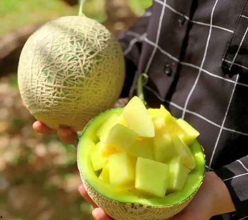 娱乐内吃瓜,揭秘明星们的“吃瓜”日常