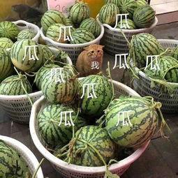 吃娱乐瓜,揭秘明星们的甜蜜与苦涩